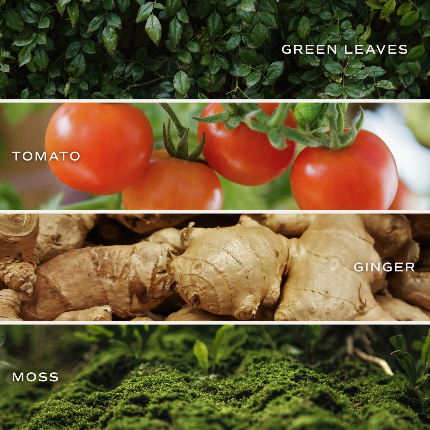 Farmer's Market 15 oz Soy Candle